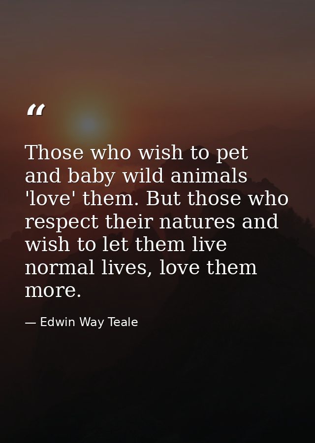 Those who wish to pet and baby wild animals 'love' them. But those who respect their natures and wish to let them live n — Edwin Way Teale