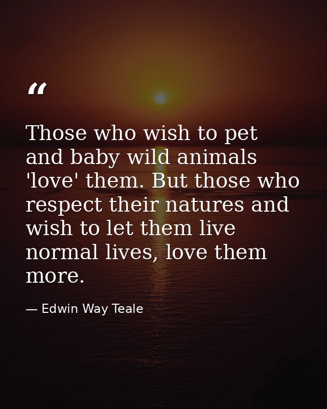 Those who wish to pet and baby wild animals 'love' them. But those who respect their natures and wish to let them live n — Edwin Way Teale