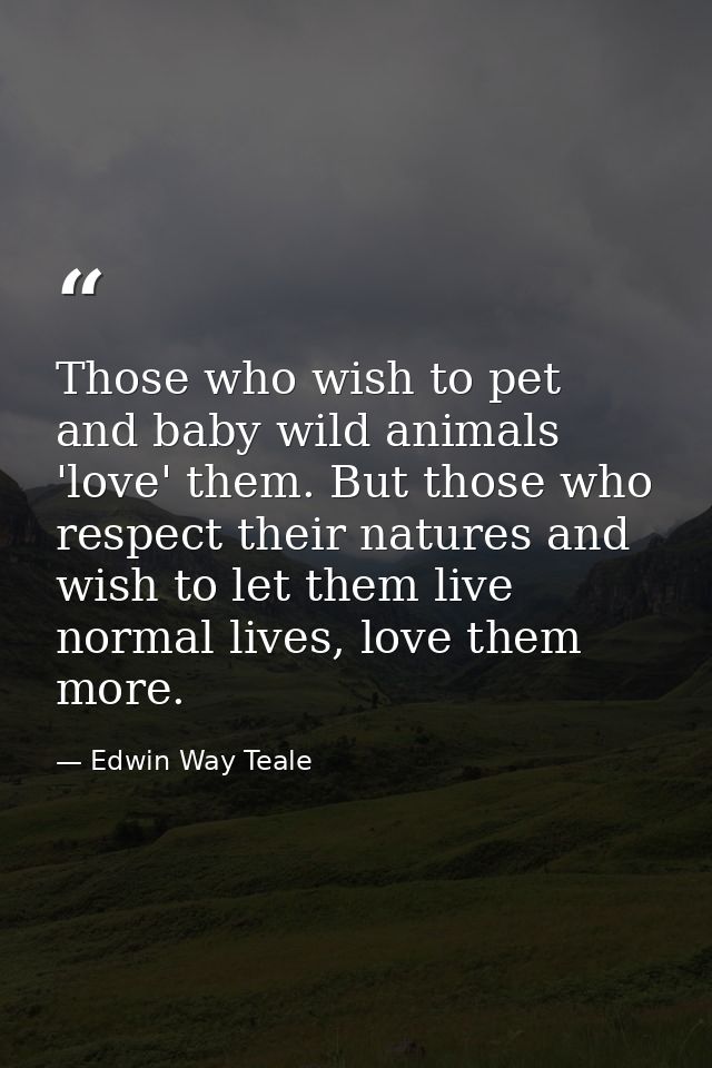 Those who wish to pet and baby wild animals 'love' them. But those who respect their natures and wish to let them live n — Edwin Way Teale