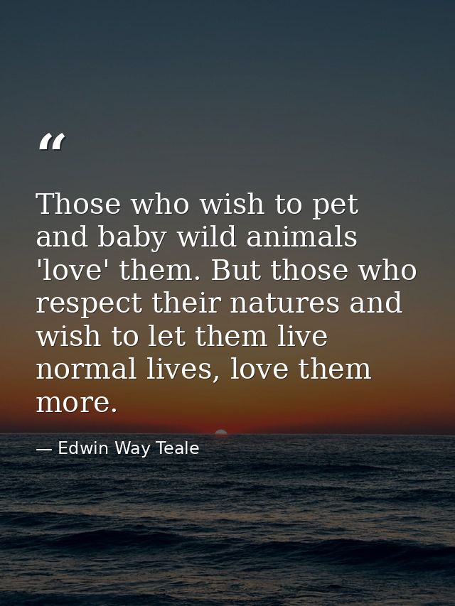 Those who wish to pet and baby wild animals 'love' them. But those who respect their natures and wish to let them live n — Edwin Way Teale