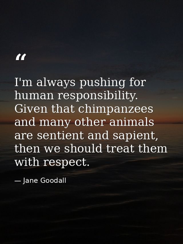 I'm always pushing for human responsibility. Given that chimpanzees and many other animals are sentient and sapient, the — Jane Goodall