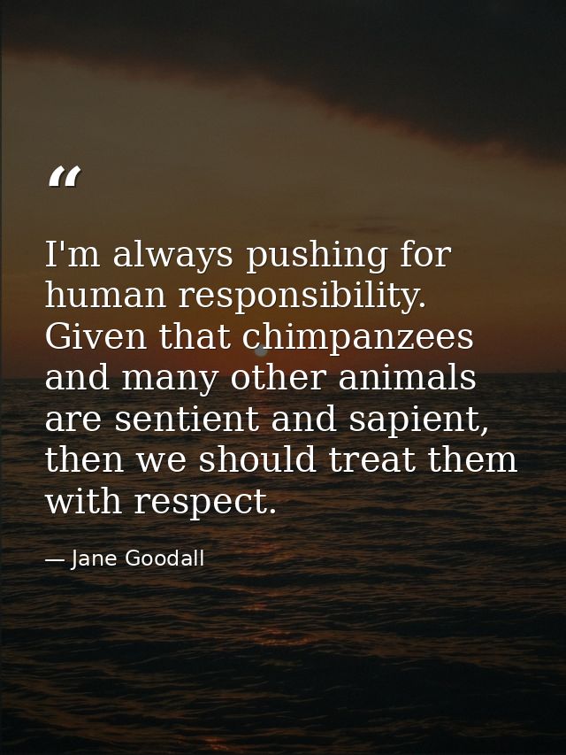 I'm always pushing for human responsibility. Given that chimpanzees and many other animals are sentient and sapient, the — Jane Goodall