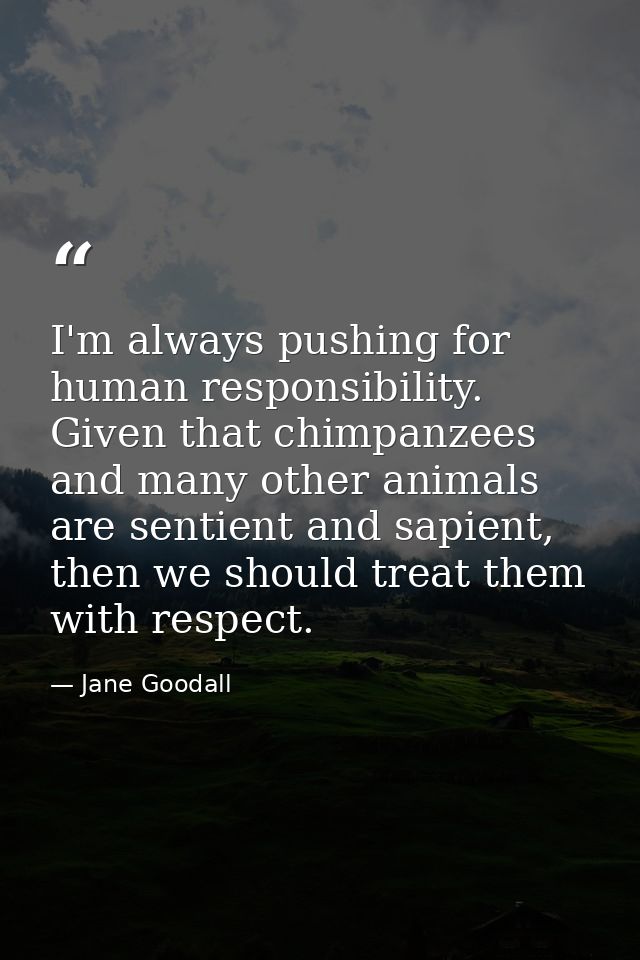 I'm always pushing for human responsibility. Given that chimpanzees and many other animals are sentient and sapient, the — Jane Goodall