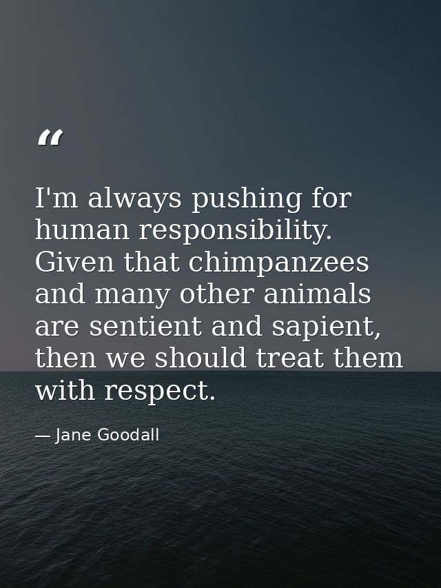 I'm always pushing for human responsibility. Given that chimpanzees and many other animals are sentient and sapient, the — Jane Goodall
