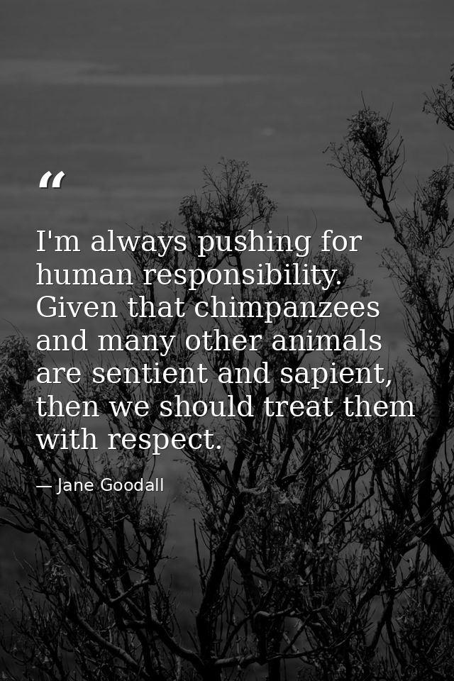 I'm always pushing for human responsibility. Given that chimpanzees and many other animals are sentient and sapient, the — Jane Goodall