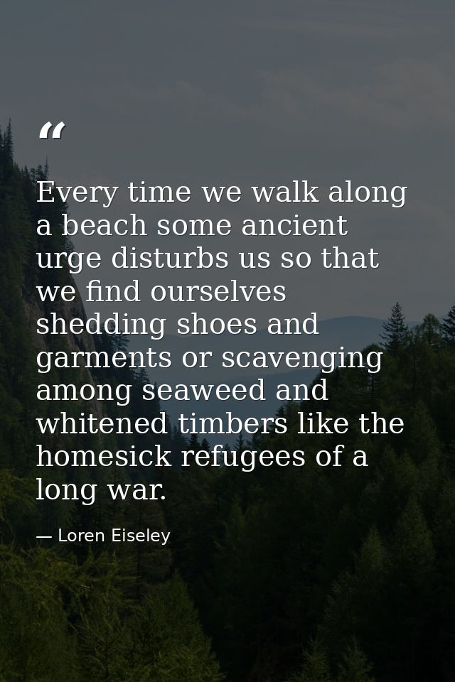 Every time we walk along a beach some ancient urge disturbs us so that we find ourselves shedding shoes and garments or  — Loren Eiseley