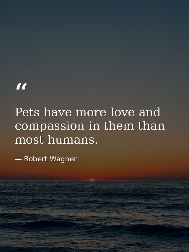 Pets have more love and compassion in them than most humans. — Robert Wagner