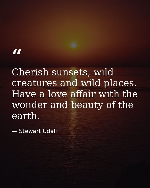 Cherish sunsets, wild creatures and wild places. Have a love affair with the wonder and beauty of the earth. — Stewart Udall