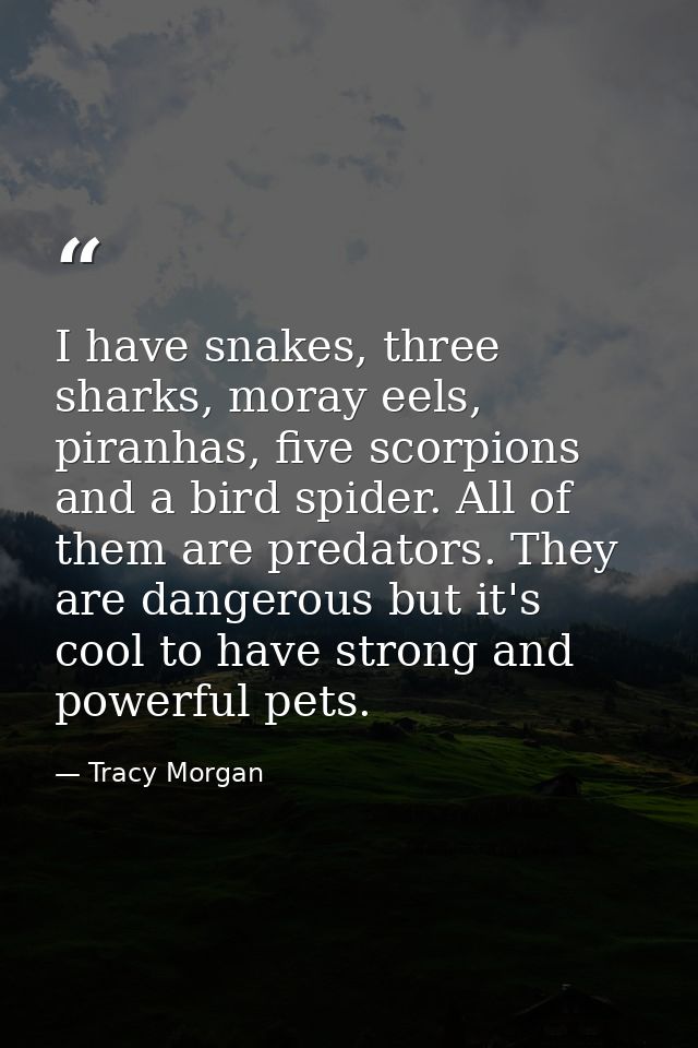 I have snakes, three sharks, moray eels, piranhas, five scorpions and a bird spider. All of them are predators. They are — Tracy Morgan