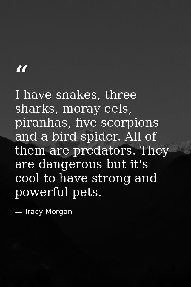 I have snakes, three sharks, moray eels, piranhas, five scorpions and a bird spider. All of them are predators. They are — Tracy Morgan