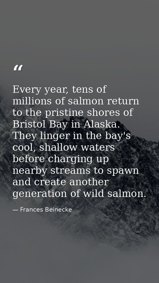 Every year, tens of millions of salmon return to the pristine shores of Bristol Bay in Alaska. They linger in the bay's  — Frances Beinecke