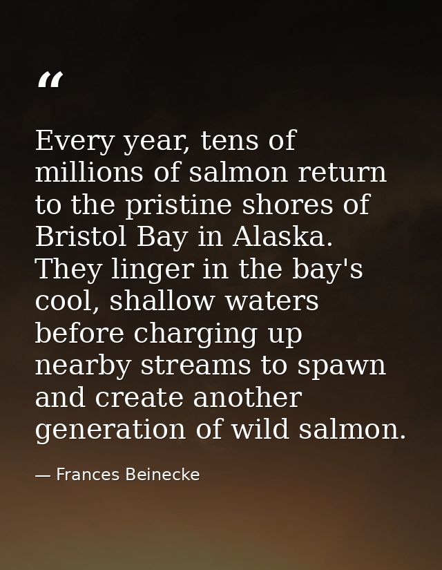 Every year, tens of millions of salmon return to the pristine shores of Bristol Bay in Alaska. They linger in the bay's  — Frances Beinecke