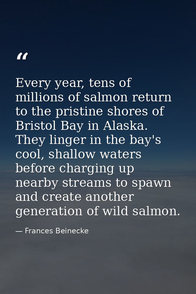 Every year, tens of millions of salmon return to the pristine shores of Bristol Bay in Alaska. They linger in the bay's  — Frances Beinecke