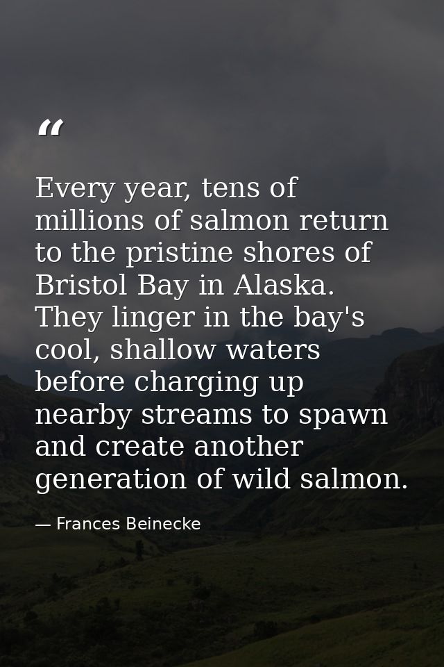 Every year, tens of millions of salmon return to the pristine shores of Bristol Bay in Alaska. They linger in the bay's  — Frances Beinecke