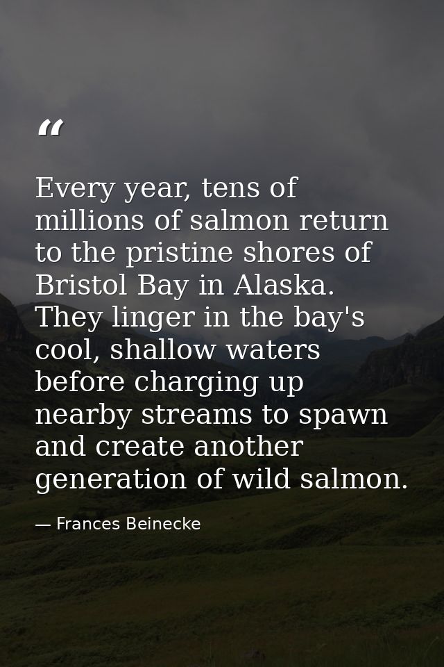 Every year, tens of millions of salmon return to the pristine shores of Bristol Bay in Alaska. They linger in the bay's  — Frances Beinecke
