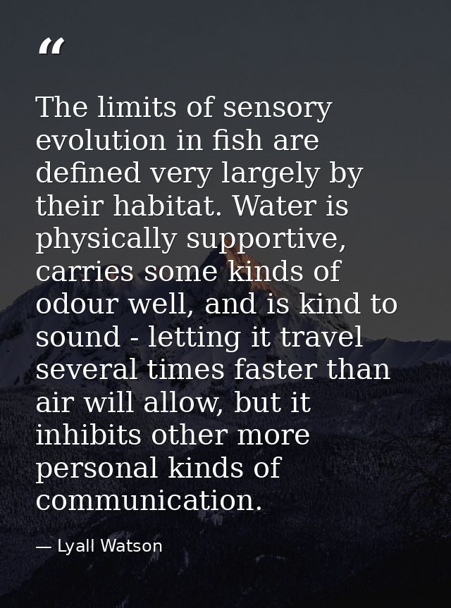 The limits of sensory evolution in fish are defined very largely by their habitat. Water is physically supportive, carri — Lyall Watson