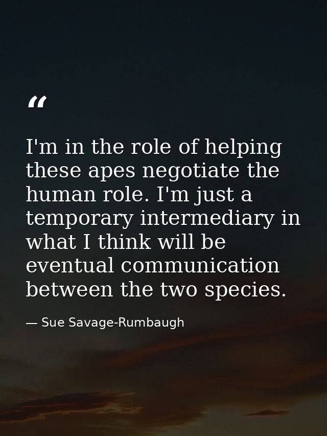 I'm in the role of helping these apes negotiate the human role. I'm just a temporary intermediary in what I think will b — Sue Savage-Rumbaugh