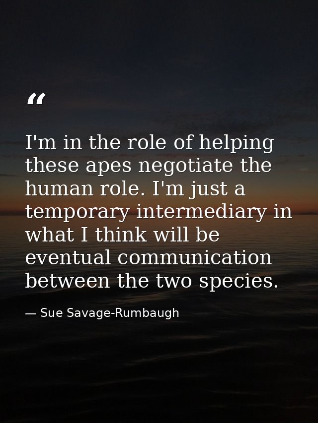 I'm in the role of helping these apes negotiate the human role. I'm just a temporary intermediary in what I think will b — Sue Savage-Rumbaugh