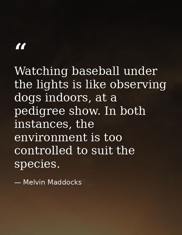 Watching baseball under the lights is like observing dogs indoors, at a pedigree show. In both instances, the environmen — Melvin Maddocks