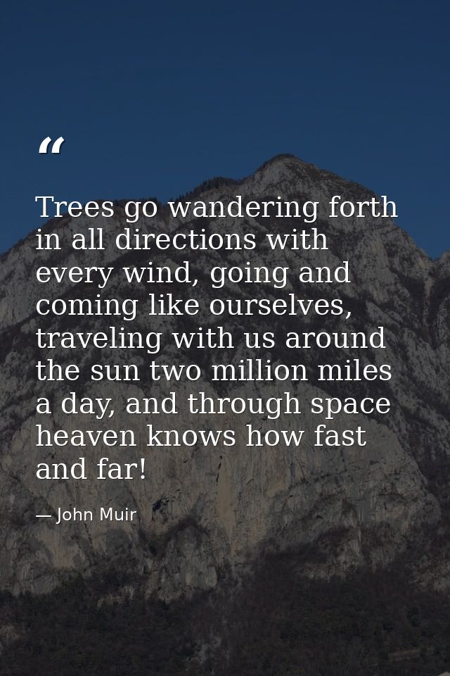 Trees go wandering forth in all directions with every wind, going and coming like ourselves, traveling with us around th — John Muir