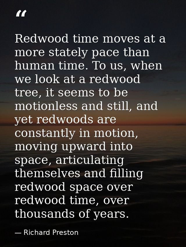 Redwood time moves at a more stately pace than human time. To us, when we look at a redwood tree, it seems to be motionl — Richard Preston