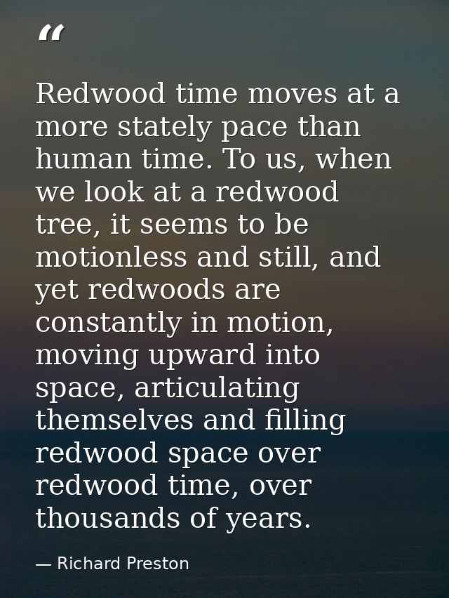 Redwood time moves at a more stately pace than human time. To us, when we look at a redwood tree, it seems to be motionl — Richard Preston