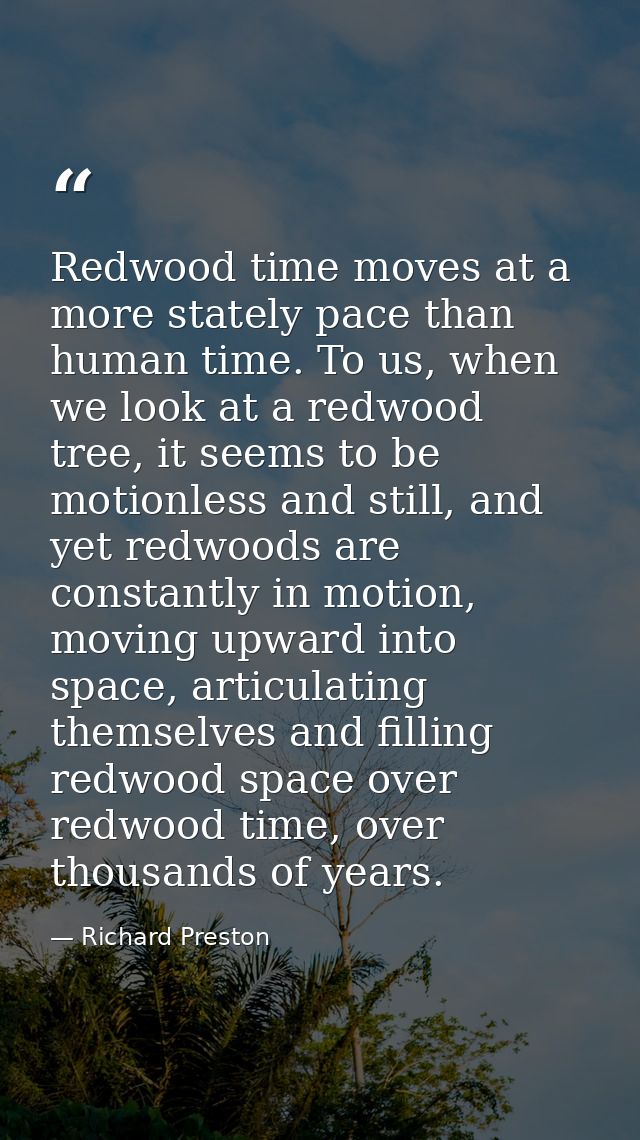 Redwood time moves at a more stately pace than human time. To us, when we look at a redwood tree, it seems to be motionl — Richard Preston
