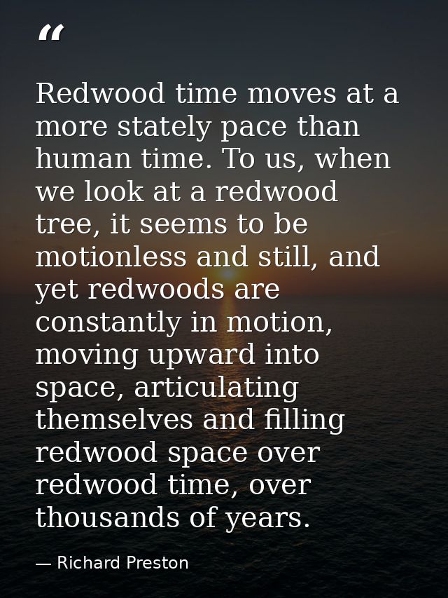 Redwood time moves at a more stately pace than human time. To us, when we look at a redwood tree, it seems to be motionl — Richard Preston