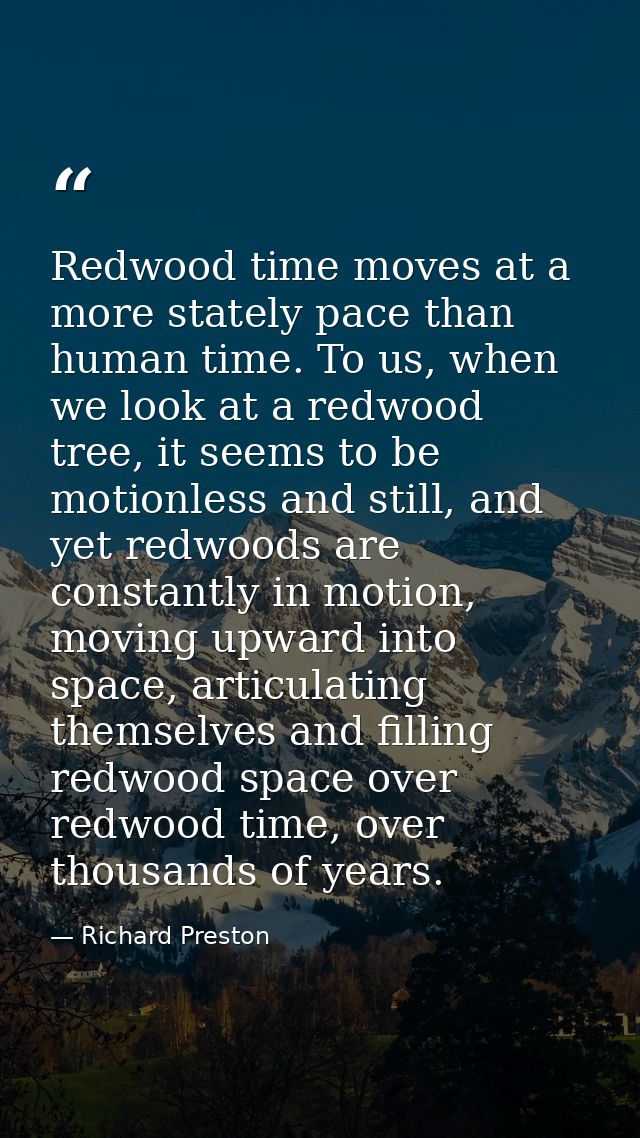 Redwood time moves at a more stately pace than human time. To us, when we look at a redwood tree, it seems to be motionl — Richard Preston