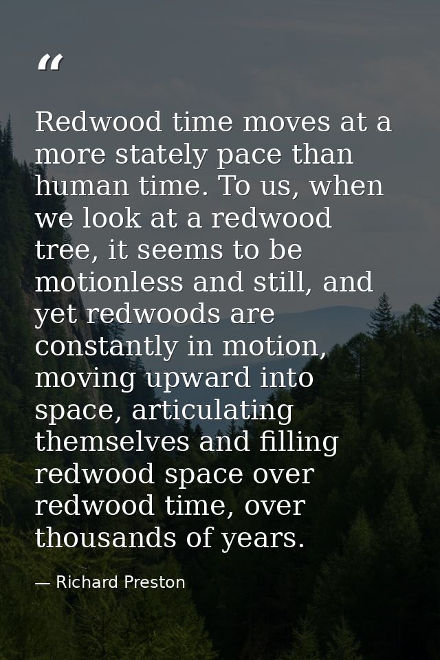 Redwood time moves at a more stately pace than human time. To us, when we look at a redwood tree, it seems to be motionl — Richard Preston