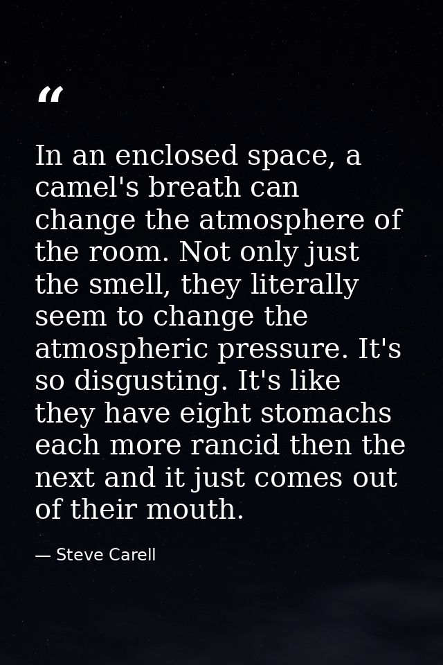 In an enclosed space, a camel's breath can change the atmosphere of the room. Not only just the smell, they literally se — Steve Carell