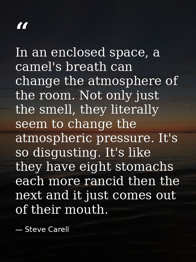 In an enclosed space, a camel's breath can change the atmosphere of the room. Not only just the smell, they literally se — Steve Carell
