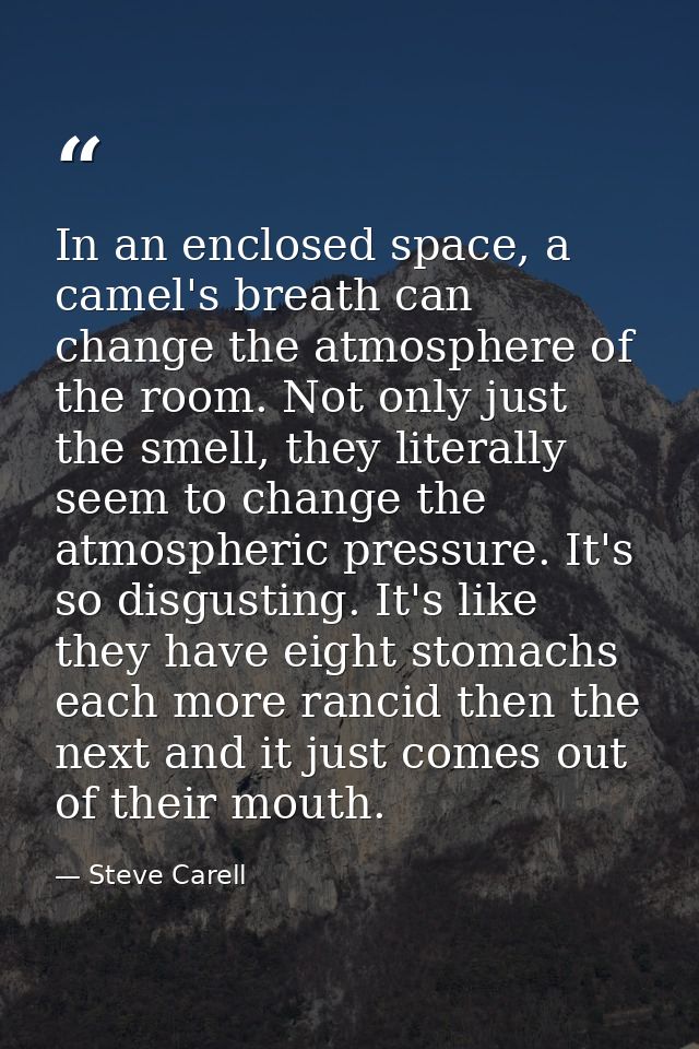 In an enclosed space, a camel's breath can change the atmosphere of the room. Not only just the smell, they literally se — Steve Carell