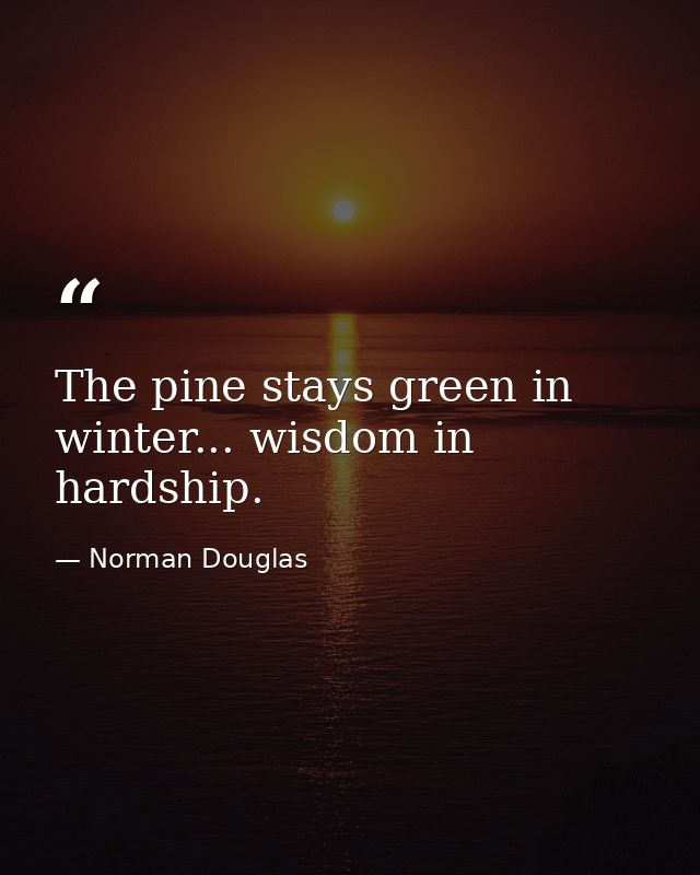 The pine stays green in winter... wisdom in hardship. — Norman Douglas