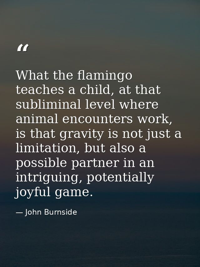 What the flamingo teaches a child, at that subliminal level where animal encounters work, is that gravity is not just a  — John Burnside
