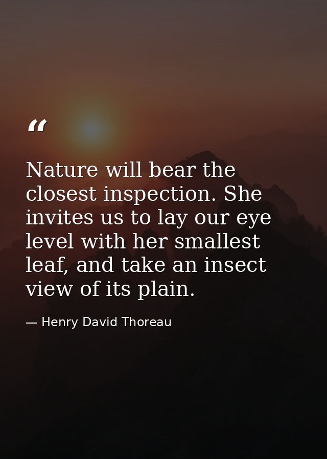 Nature will bear the closest inspection. She invites us to lay our eye level with her smallest leaf, and take an insect  — Henry David Thoreau