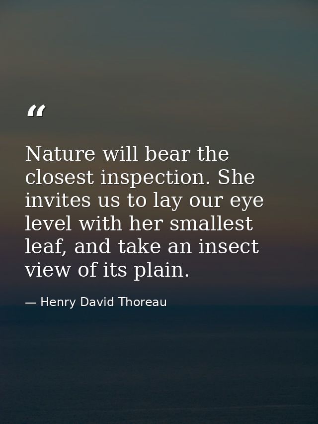 Nature will bear the closest inspection. She invites us to lay our eye level with her smallest leaf, and take an insect  — Henry David Thoreau