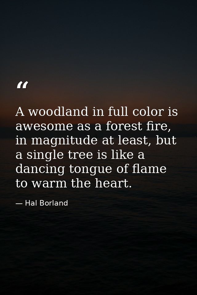 A woodland in full color is awesome as a forest fire, in magnitude at least, but a single tree is like a dancing tongue  — Hal Borland
