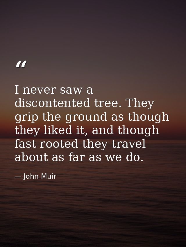 I never saw a discontented tree. They grip the ground as though they liked it, and though fast rooted they travel about  — John Muir