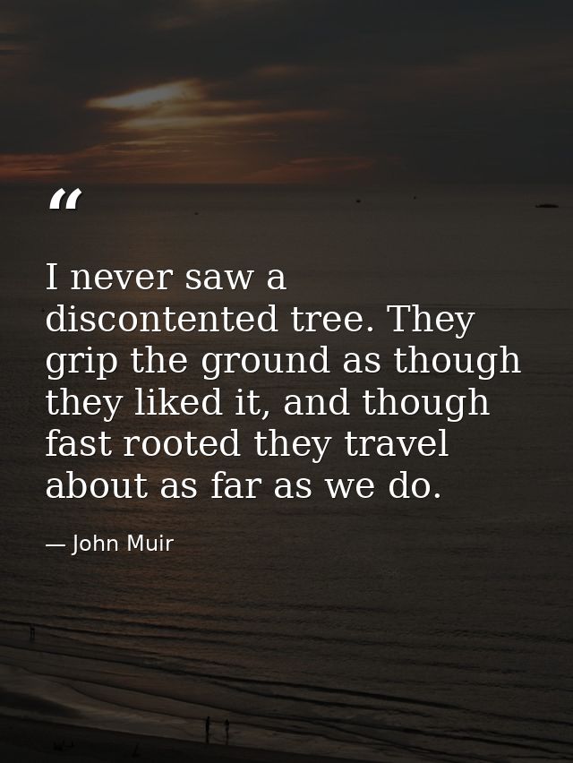 I never saw a discontented tree. They grip the ground as though they liked it, and though fast rooted they travel about  — John Muir