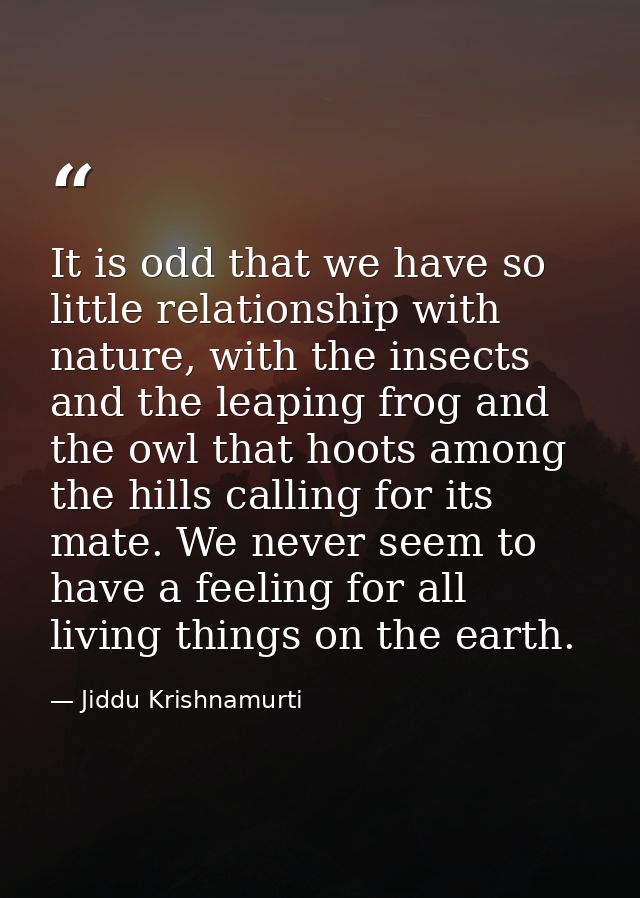 It is odd that we have so little relationship with nature, with the insects and the leaping frog and the owl that hoots  — Jiddu Krishnamurti
