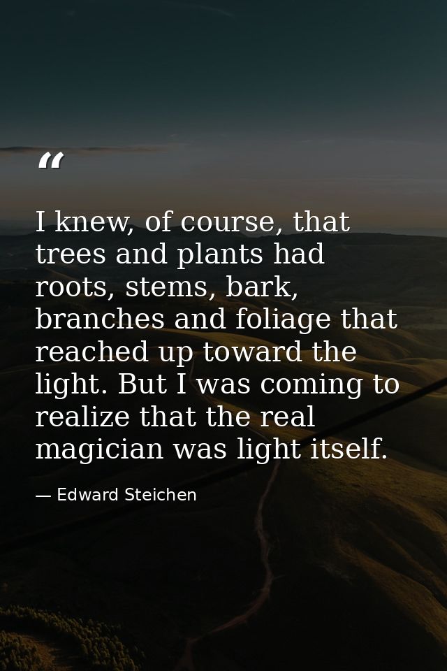I knew, of course, that trees and plants had roots, stems, bark, branches and foliage that reached up toward the light.  — Edward Steichen