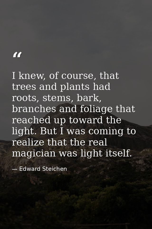 I knew, of course, that trees and plants had roots, stems, bark, branches and foliage that reached up toward the light.  — Edward Steichen