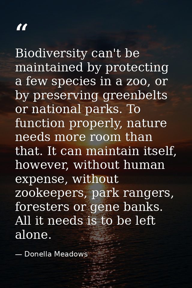 Biodiversity can't be maintained by protecting a few species in a zoo, or by preserving greenbelts or national parks. To — Donella Meadows