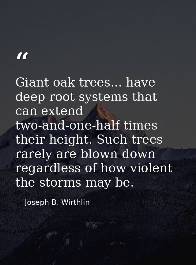 Giant oak trees... have deep root systems that can extend two-and-one-half times their height. Such trees rarely are blo — Joseph B. Wirthlin