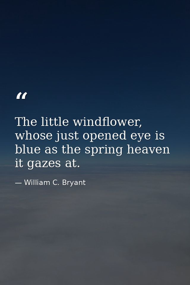 The little windflower, whose just opened eye is blue as the spring heaven it gazes at. — William C. Bryant