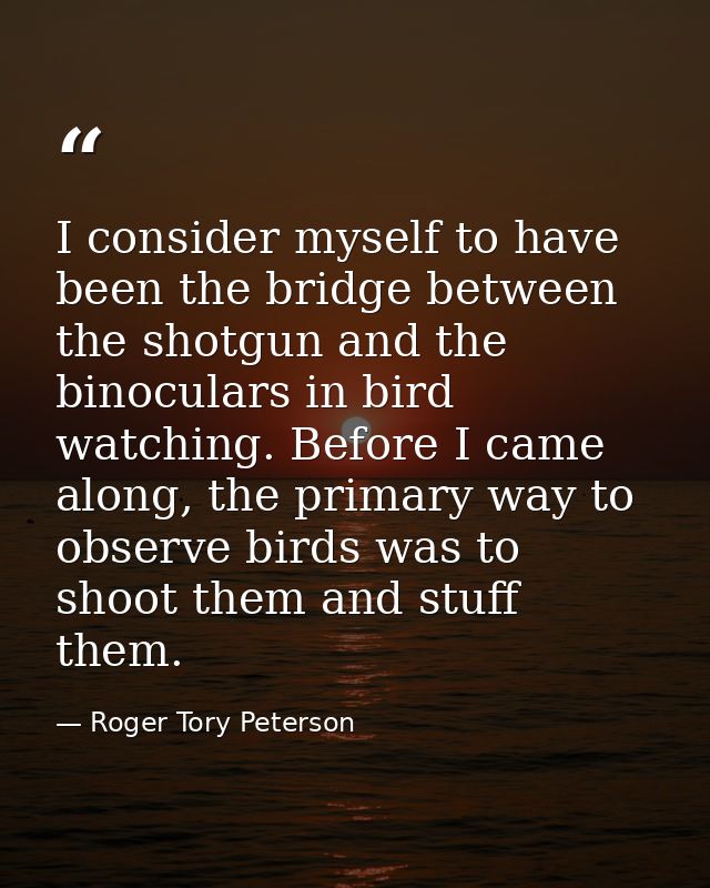I consider myself to have been the bridge between the shotgun and the binoculars in bird watching. Before I came along,  — Roger Tory Peterson