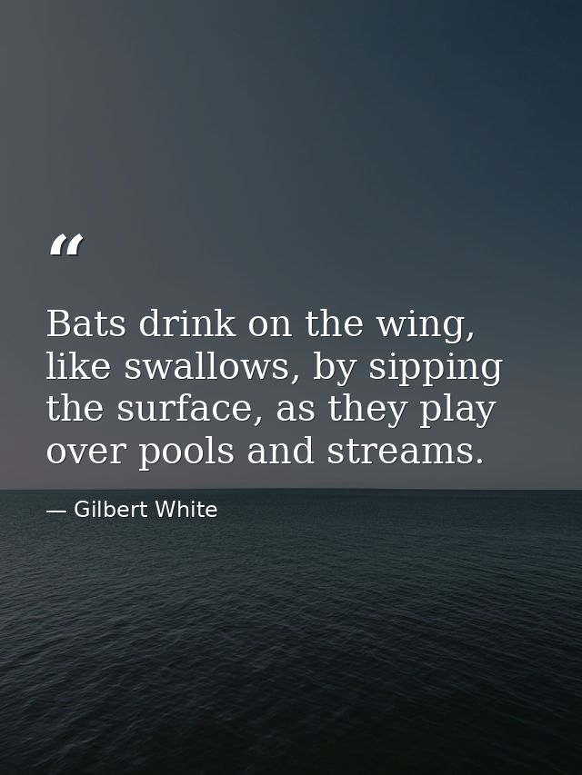 Bats drink on the wing, like swallows, by sipping the surface, as they play over pools and streams. — Gilbert White