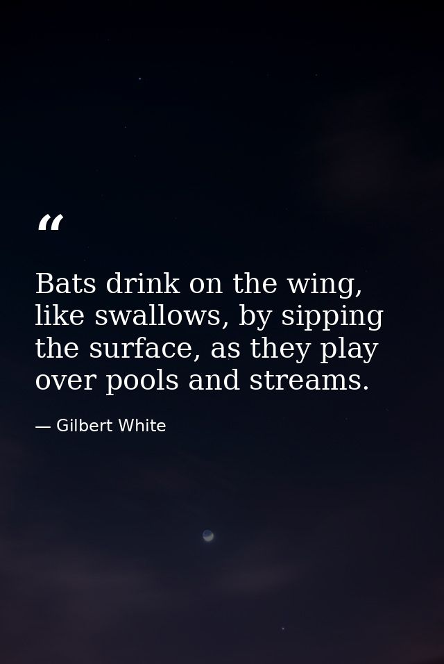 Bats drink on the wing, like swallows, by sipping the surface, as they play over pools and streams. — Gilbert White