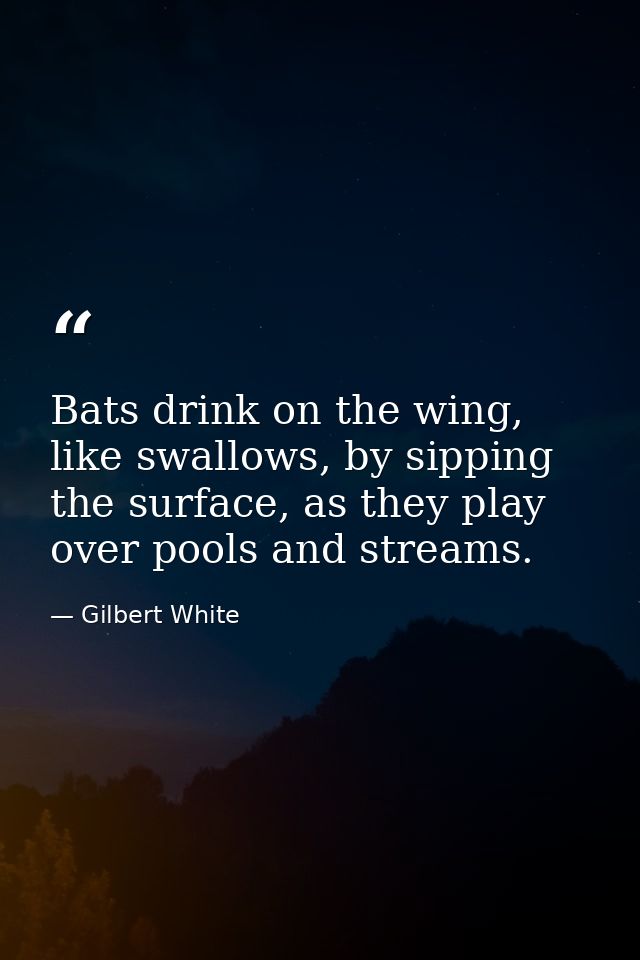 Bats drink on the wing, like swallows, by sipping the surface, as they play over pools and streams. — Gilbert White